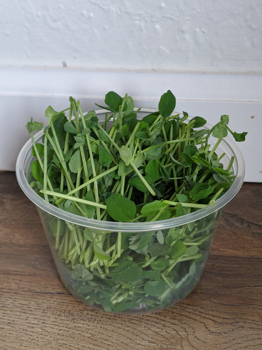 Pea Shoot Microgreens