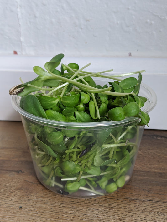 Sunflower Shoot Microgreens