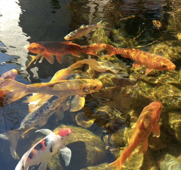 Fish Fertilizer