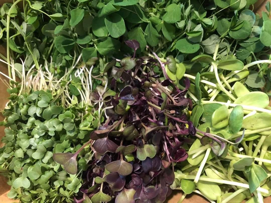 Microgreen Salad Kits