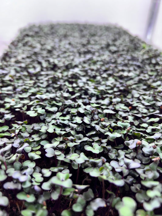 Red Cabbage Microgreens