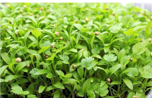 Cilantro Microgreens
