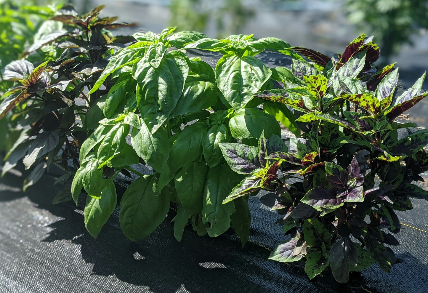Basil