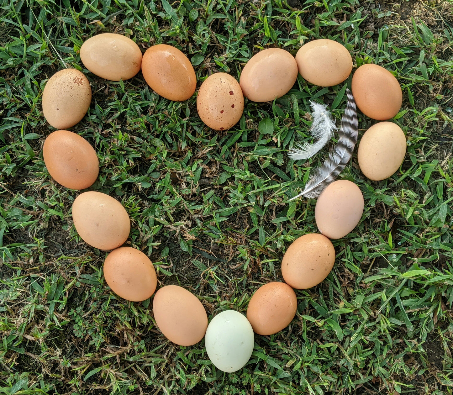 1 dozen Pasture Raised Chicken Eggs