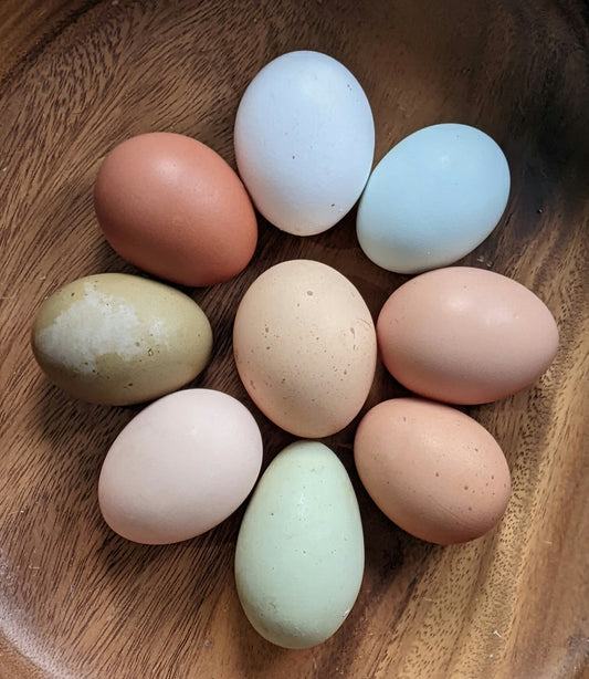 1 dozen Pasture Raised Chicken Eggs