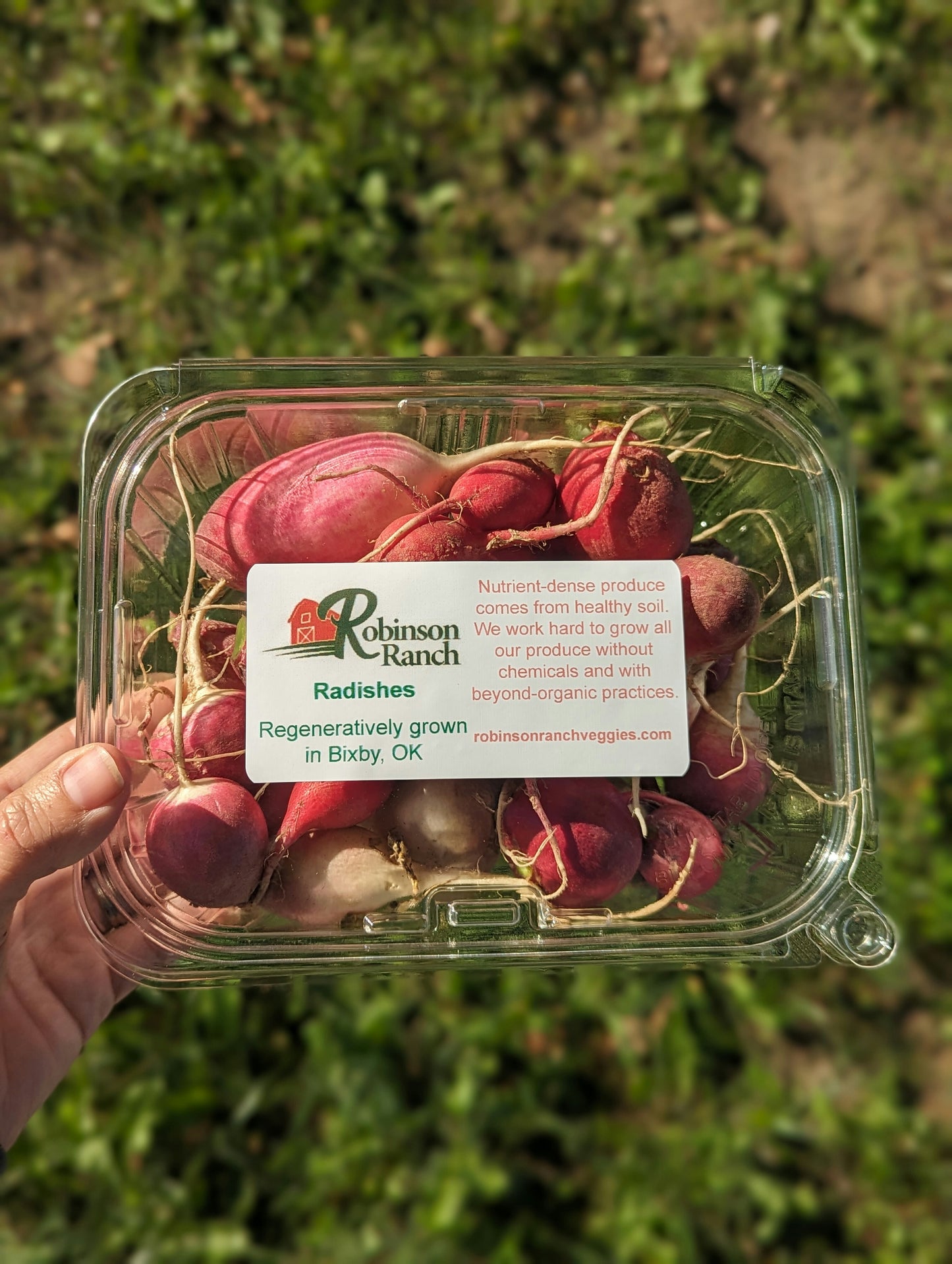 Bundle of Radishes