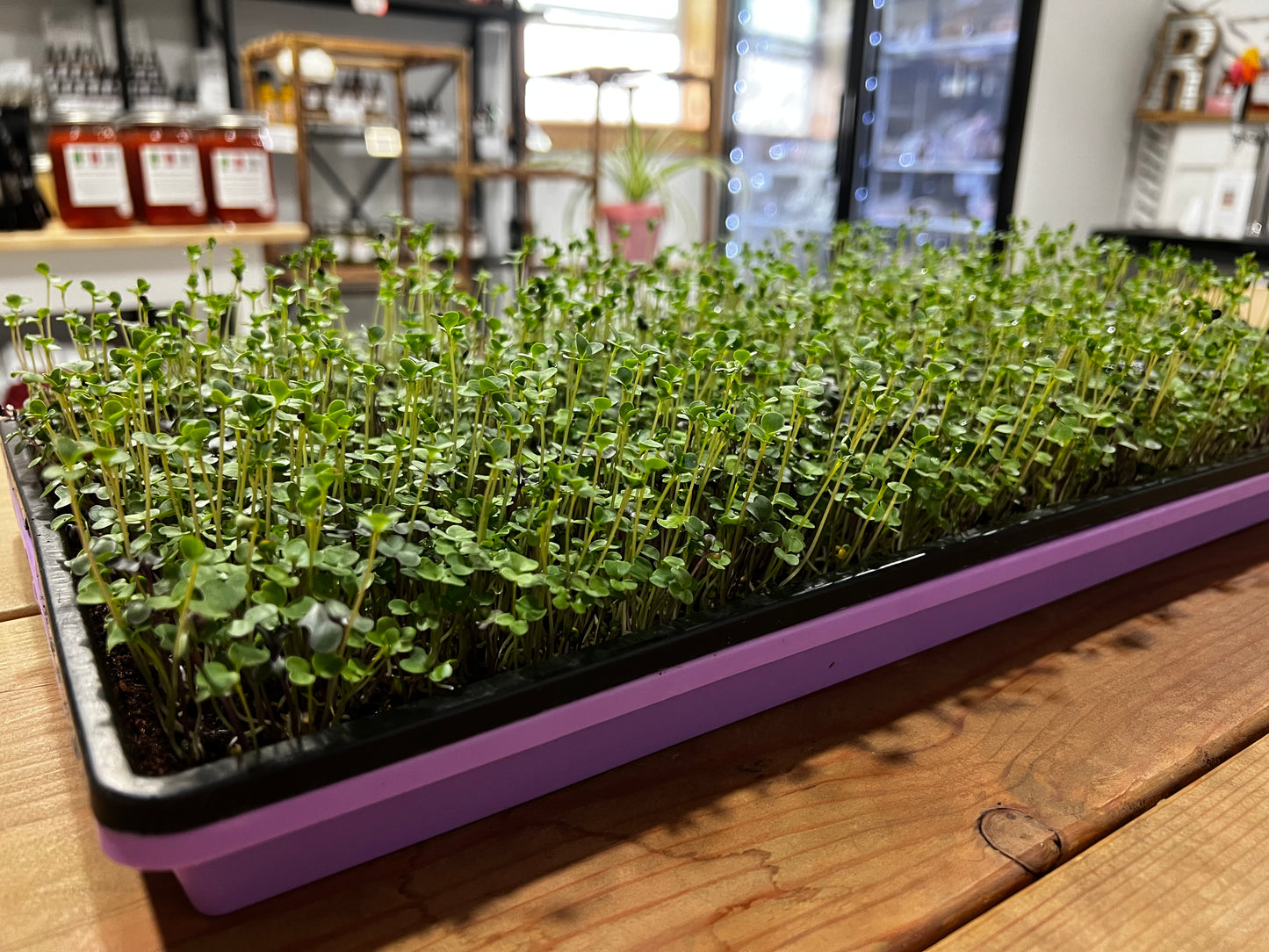 Salad Mix Microgreens