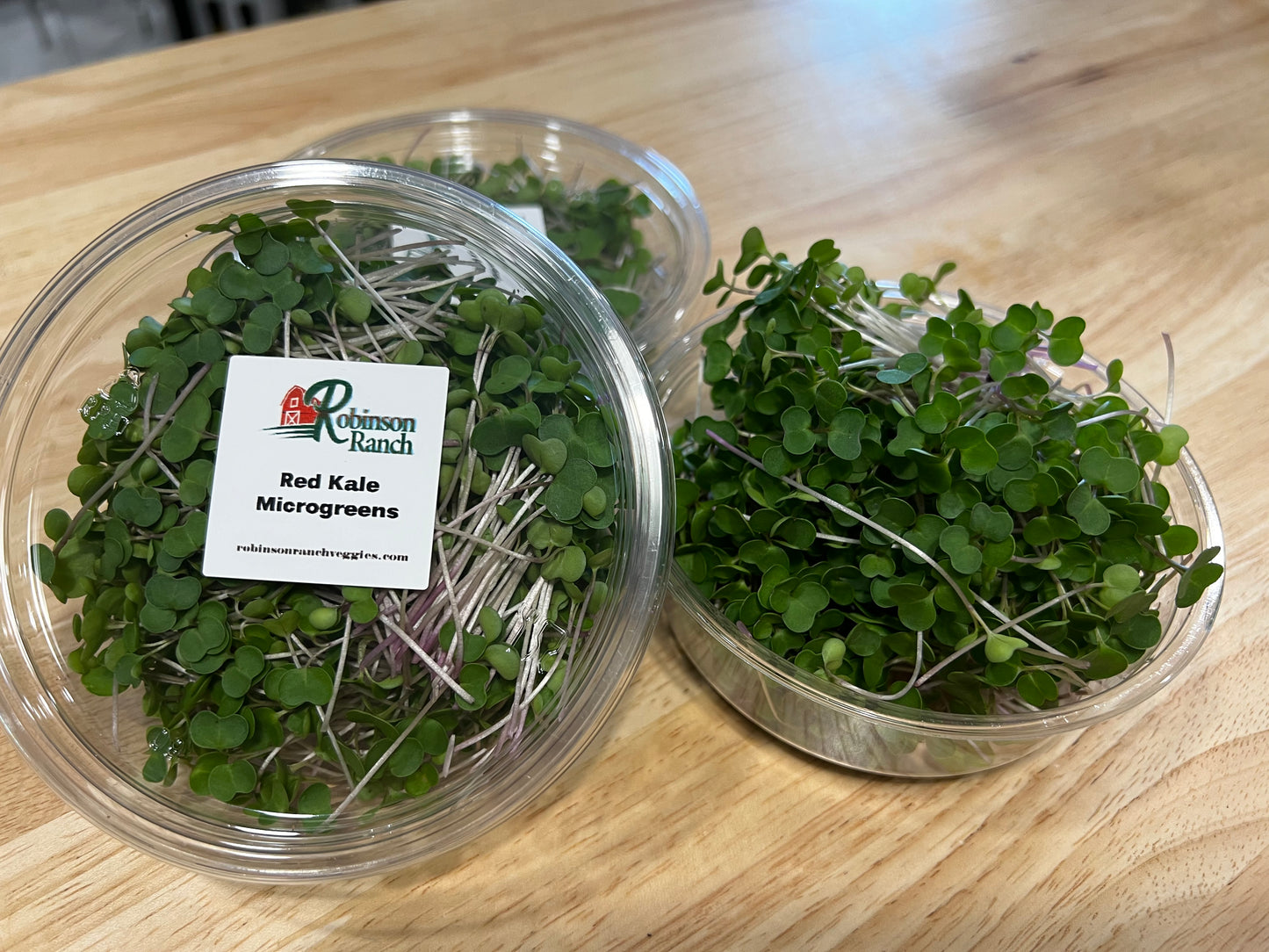 Kale Microgreens