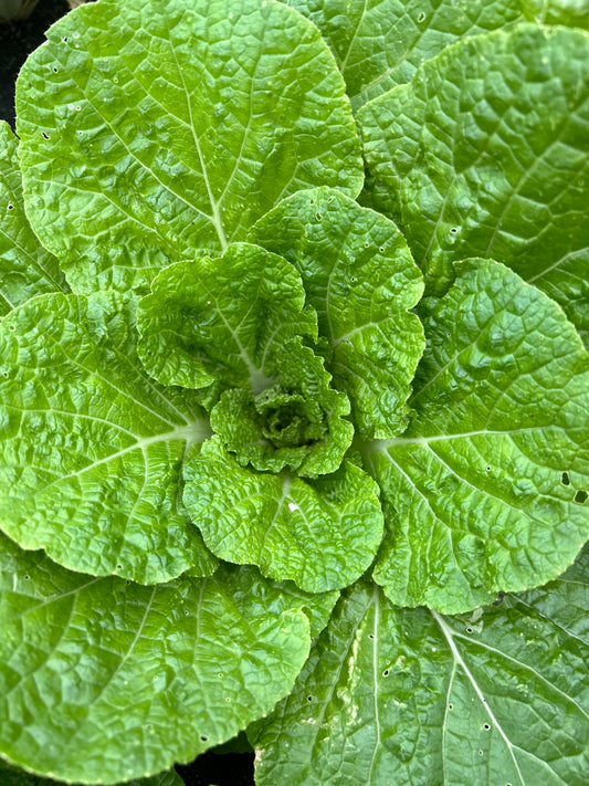 Leafy Cabbage
