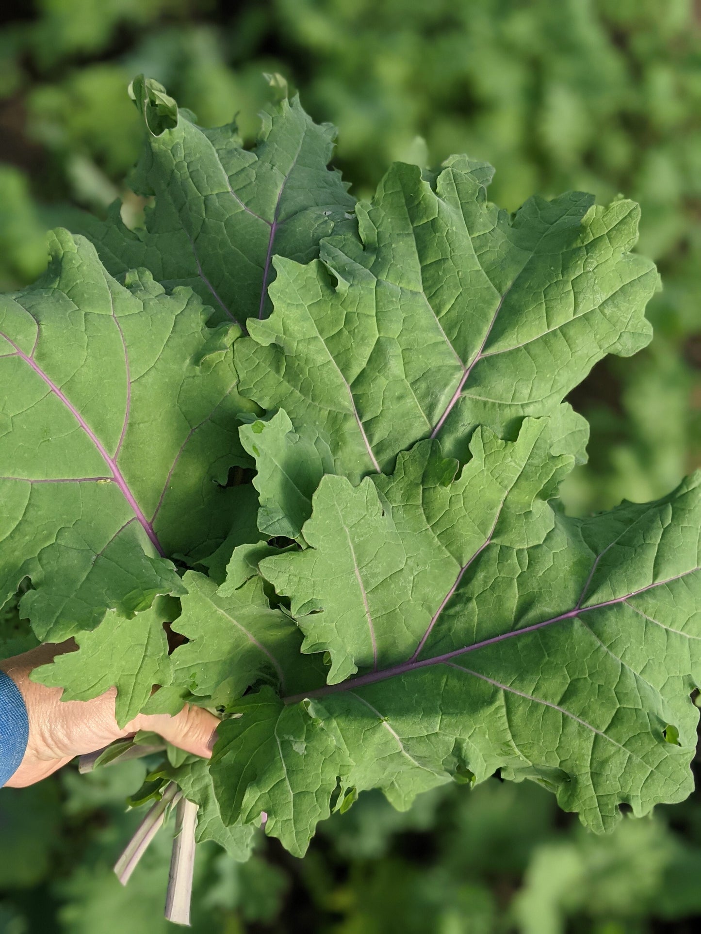 Large Leaf Kale