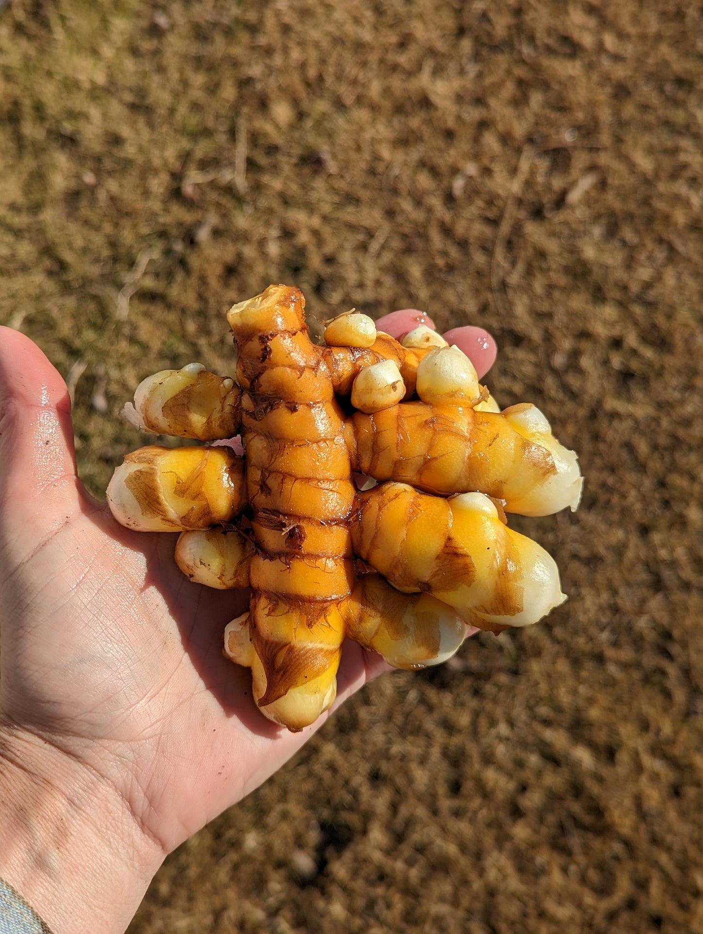 Turmeric