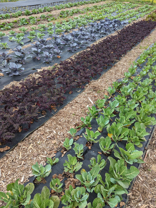 Purple Kale