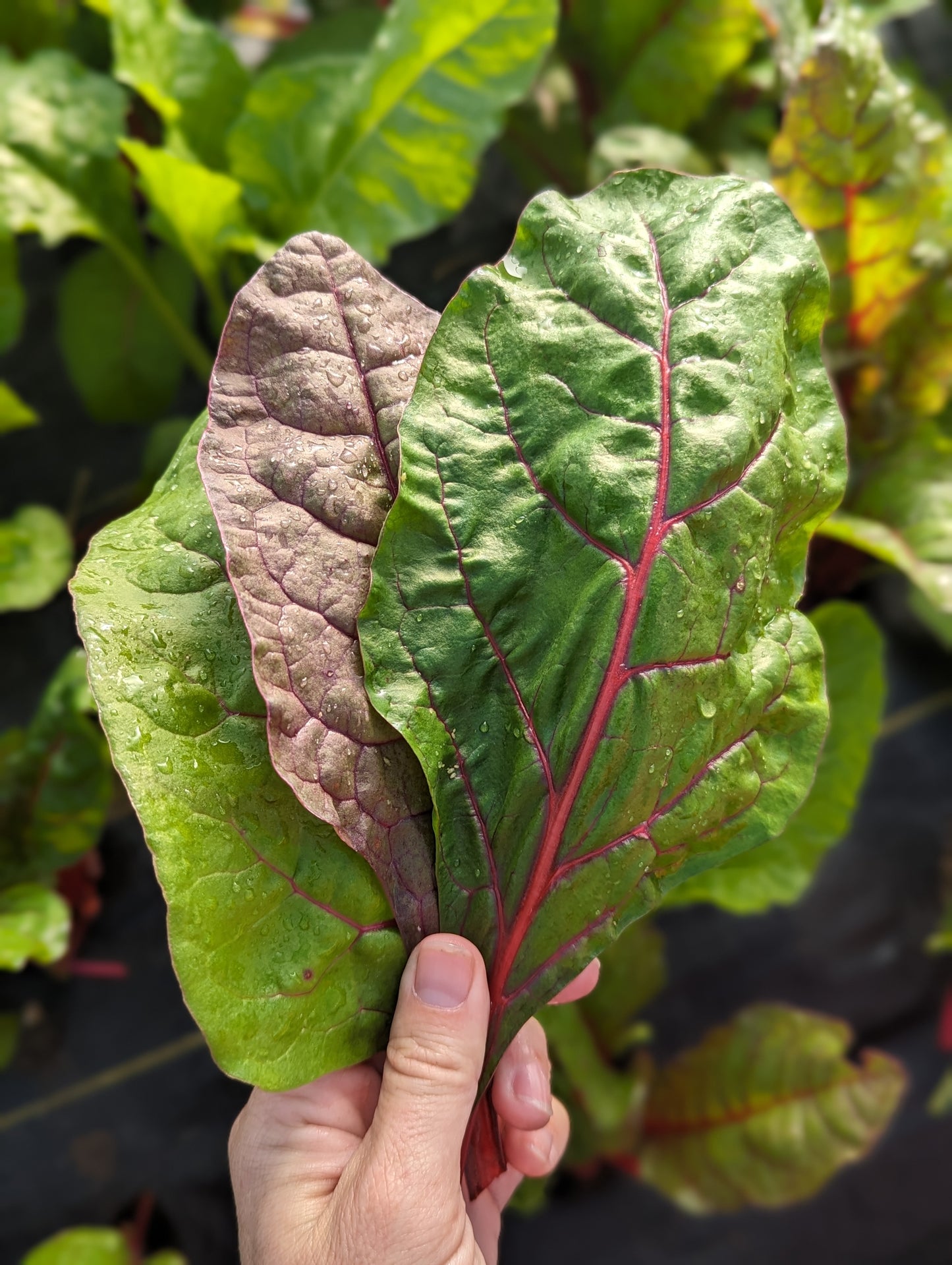 Red Chard