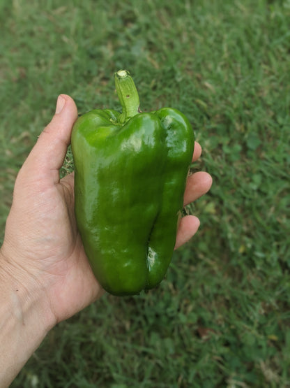 Bell Peppers