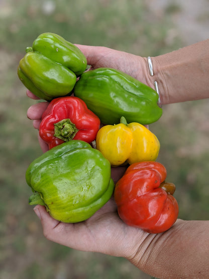 Bell Peppers