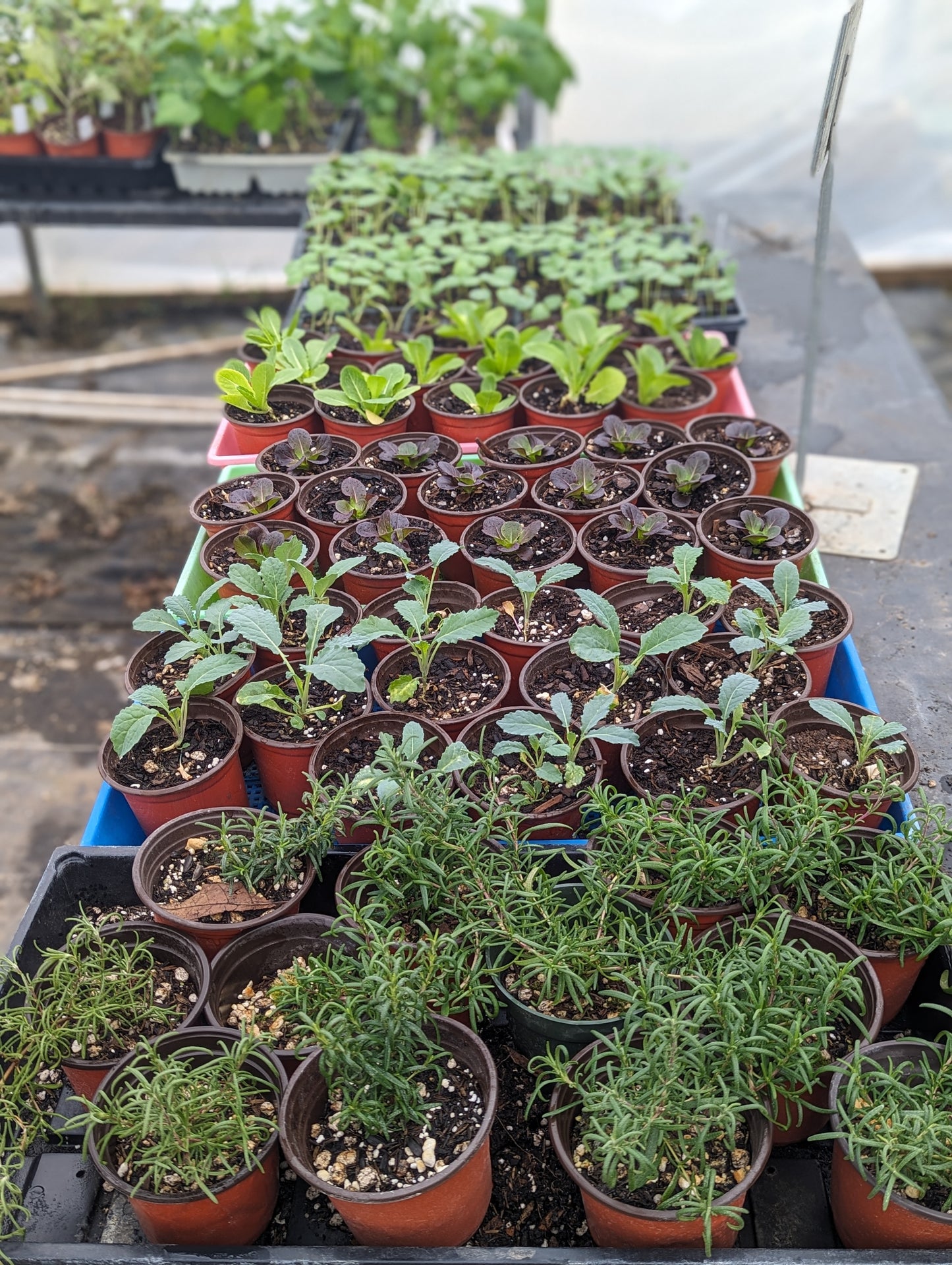 Garden Plants Spring 2026 (preorder for April 4th)