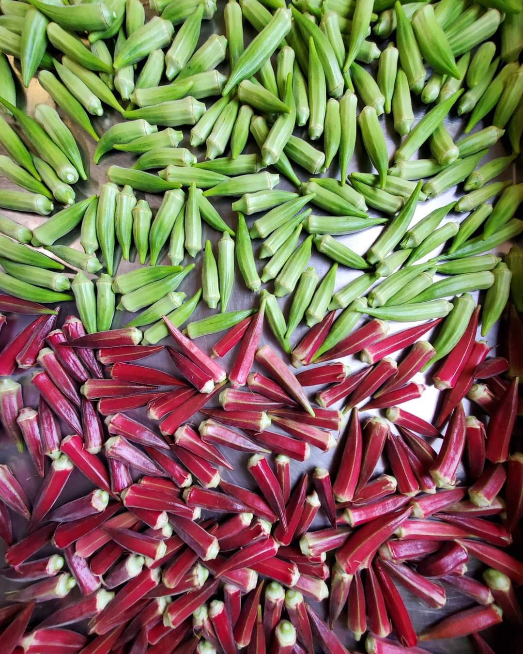 Okra