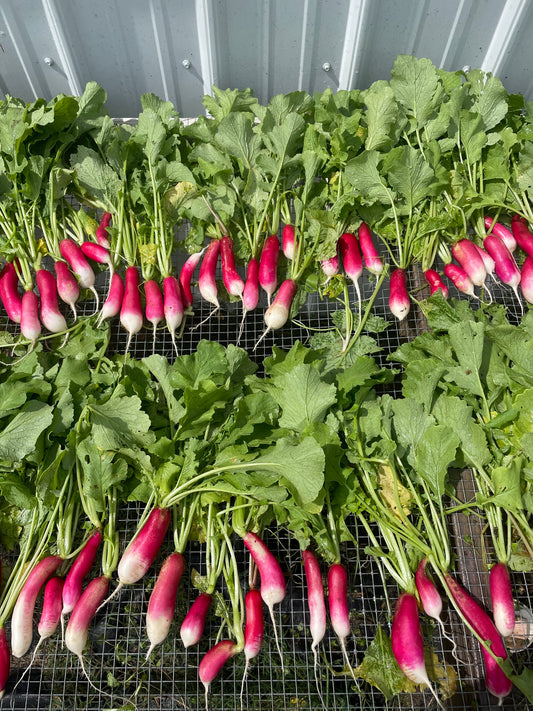 Fresh Radishes