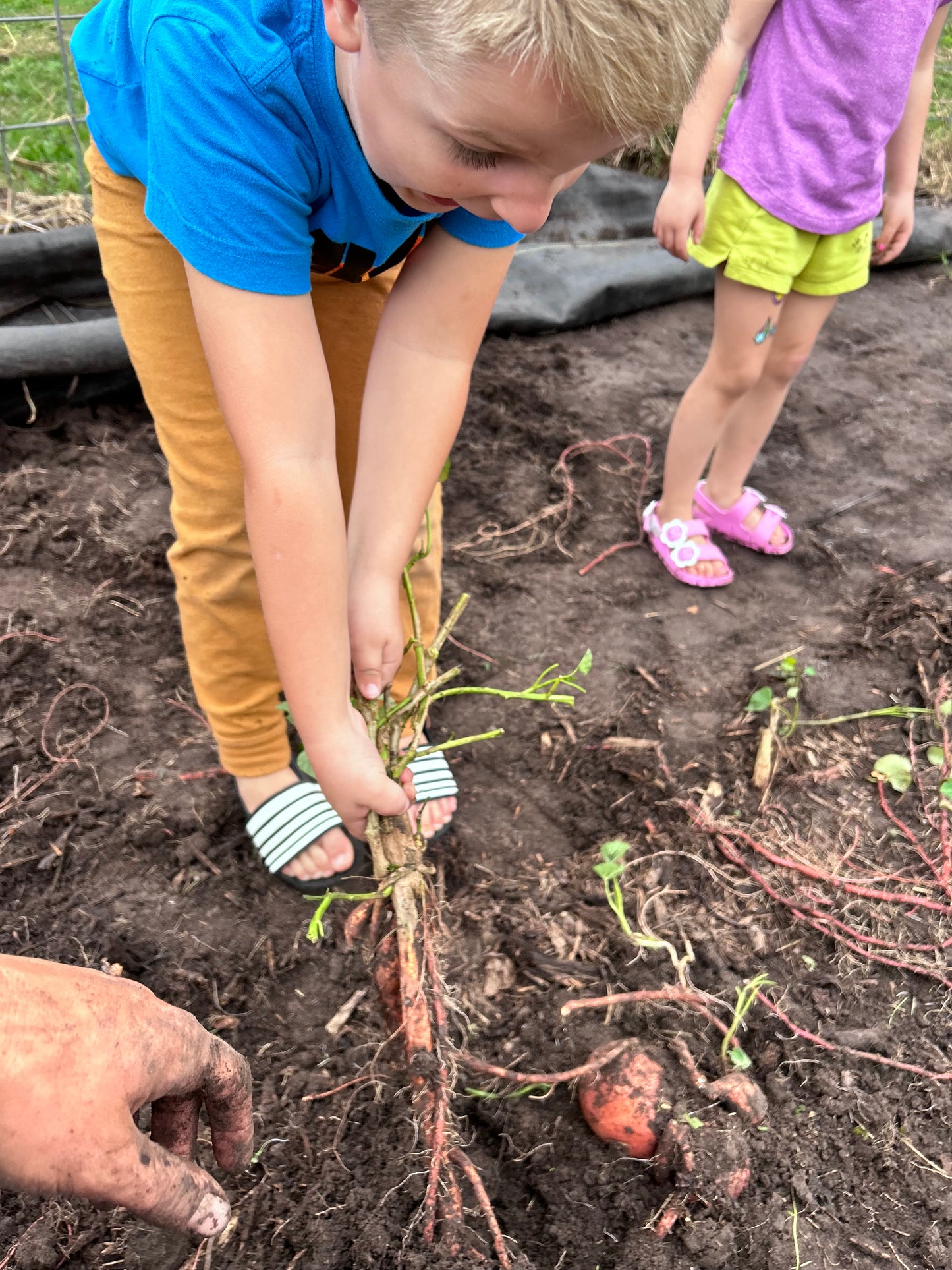 Kids Farm Camp 101 June 10-13