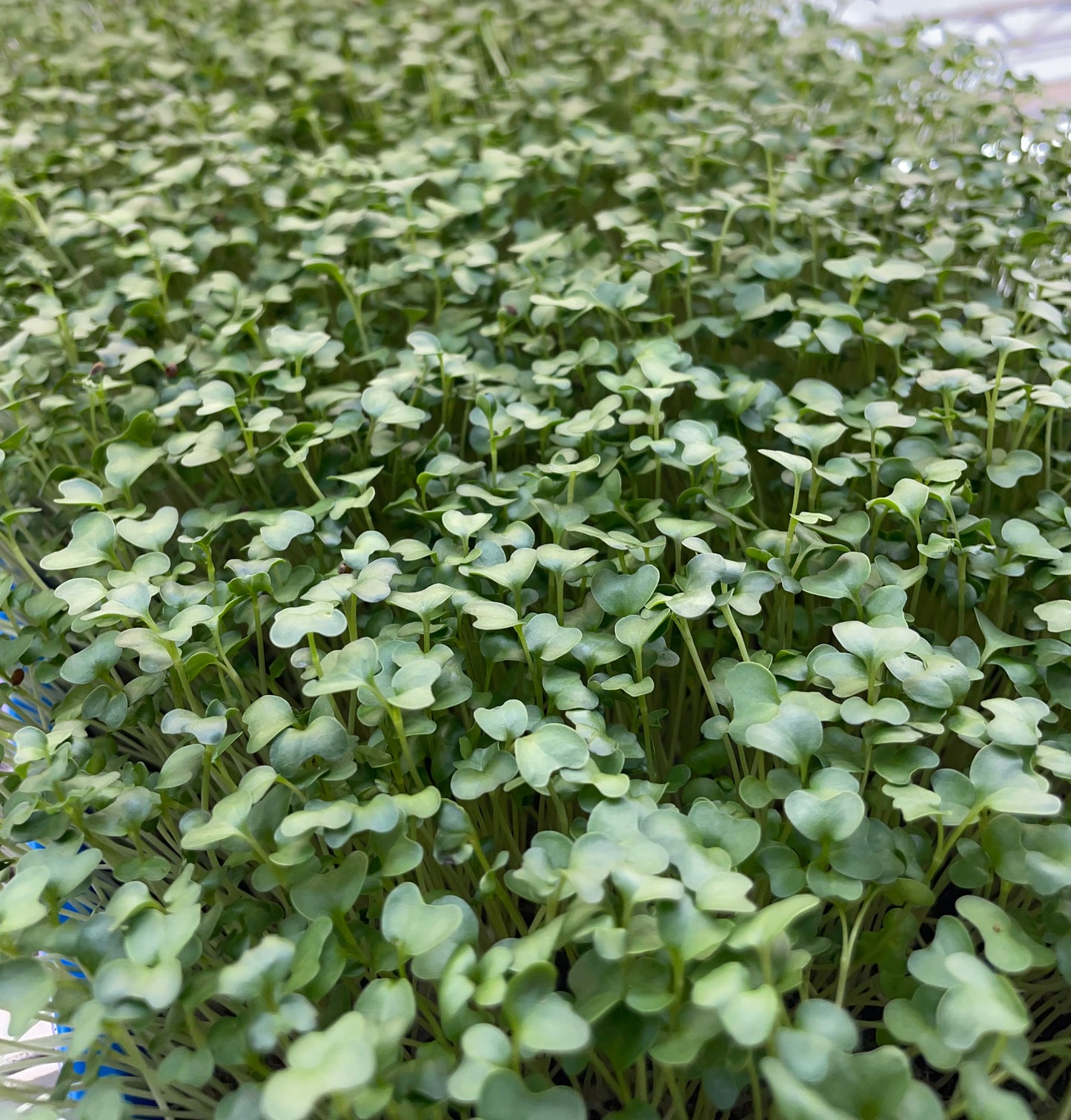 Salad Mix Microgreens