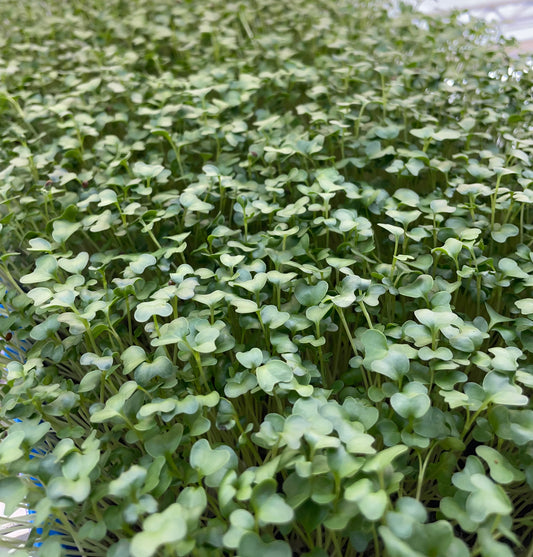 Salad Mix Microgreens