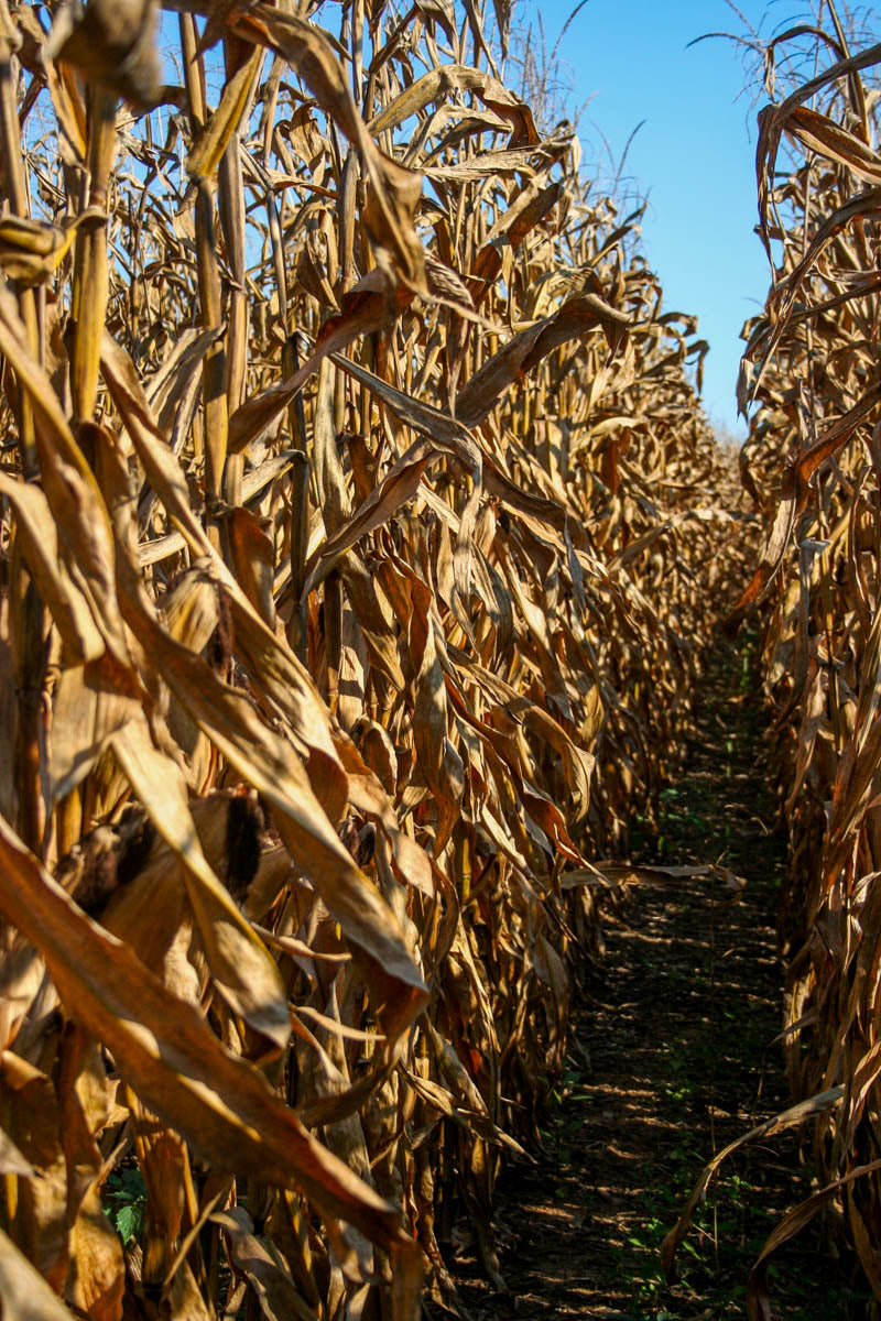 Dried Corn Stalk Bundle