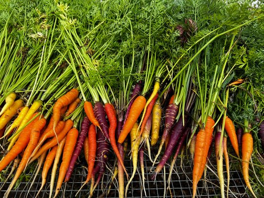 Carrots