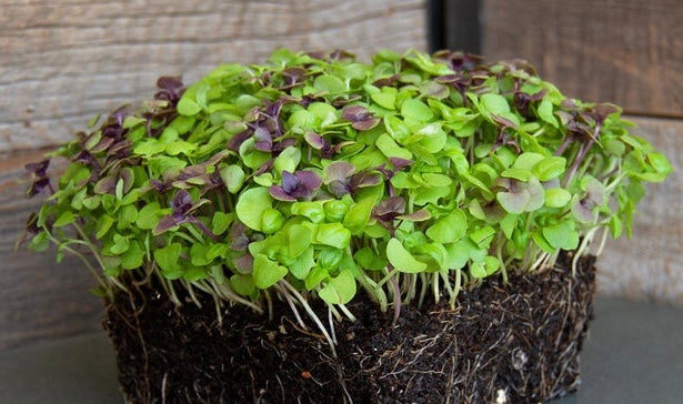 Basil Microgreens