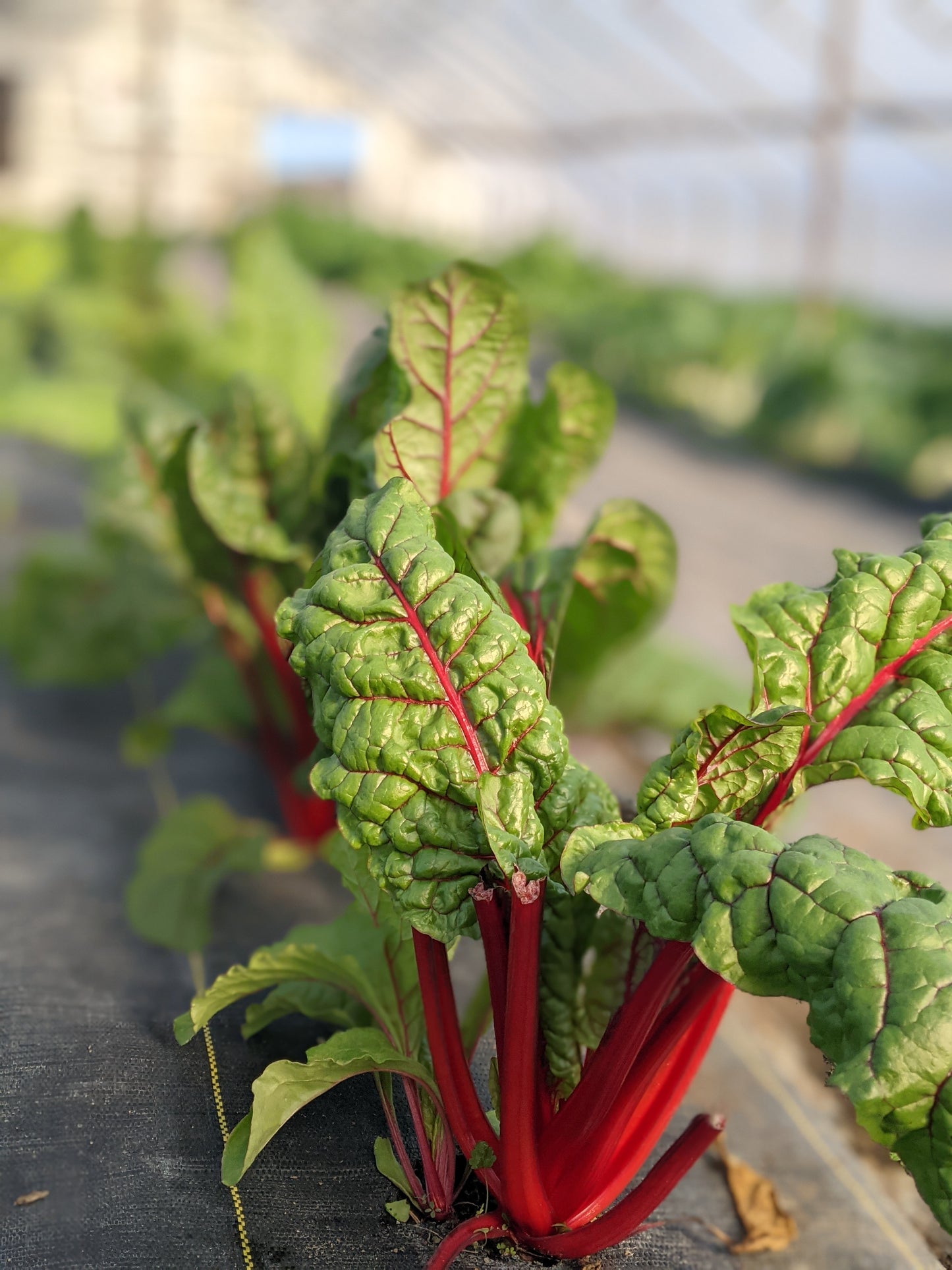 Swiss Chard