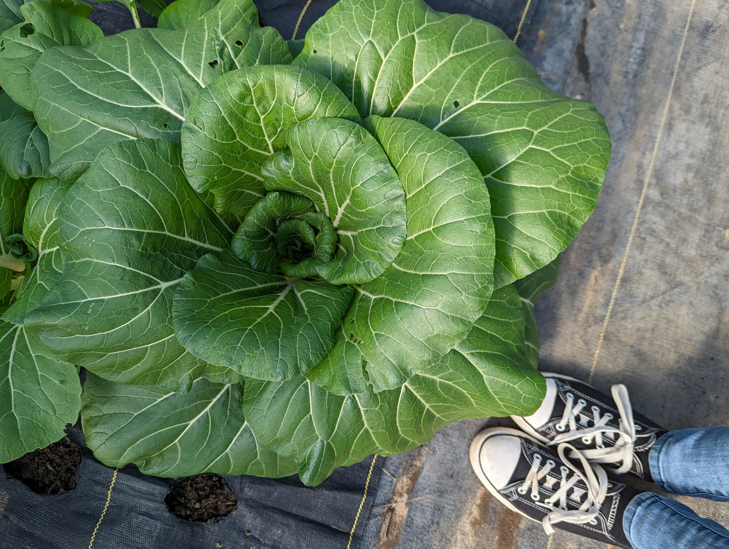 Bok Choy