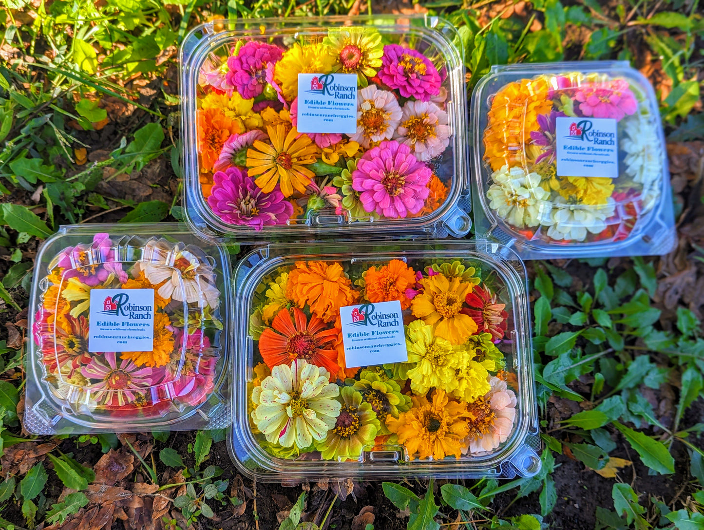 Edible Flowers