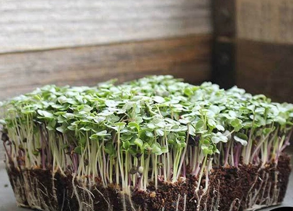 Cabbage Patch Microgreens