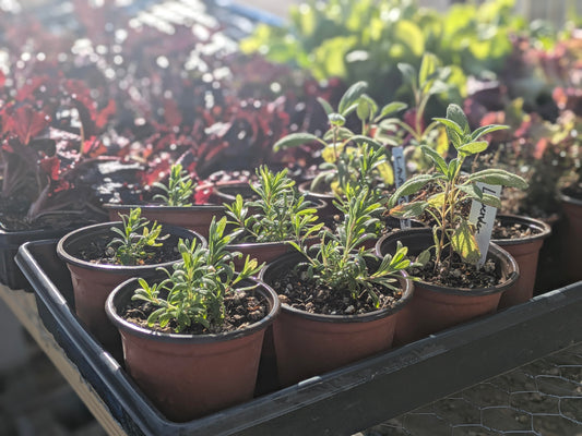 Gardening Plant Kits Spring 2026 (preorder for April 4th)