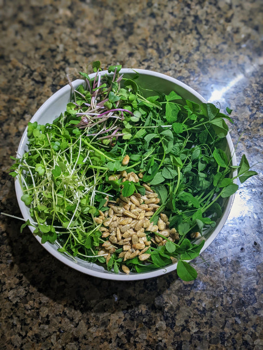 Microgreen Salad Kits